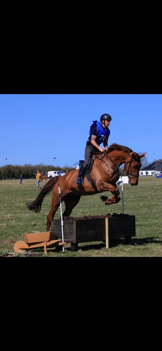 Irish sport horse - Image 1