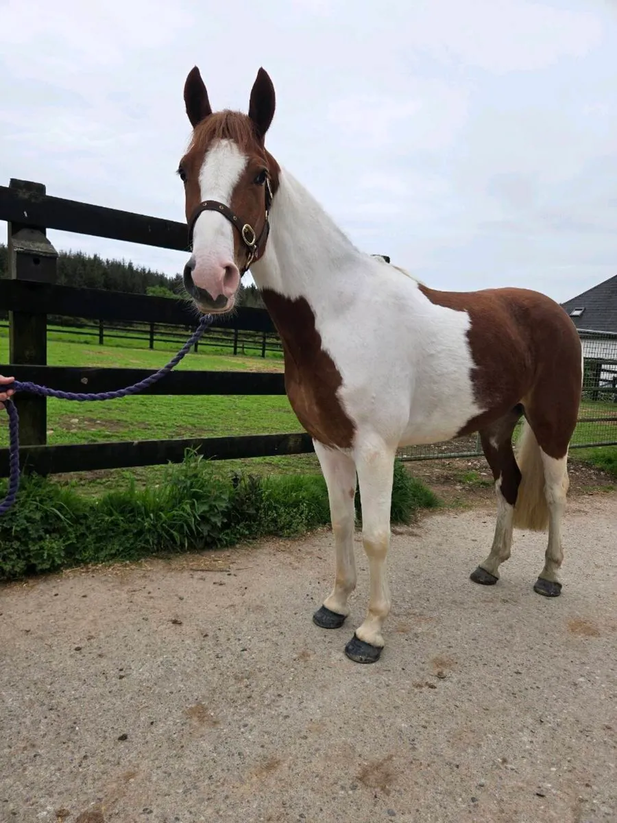 14.2 Gelding - Image 1