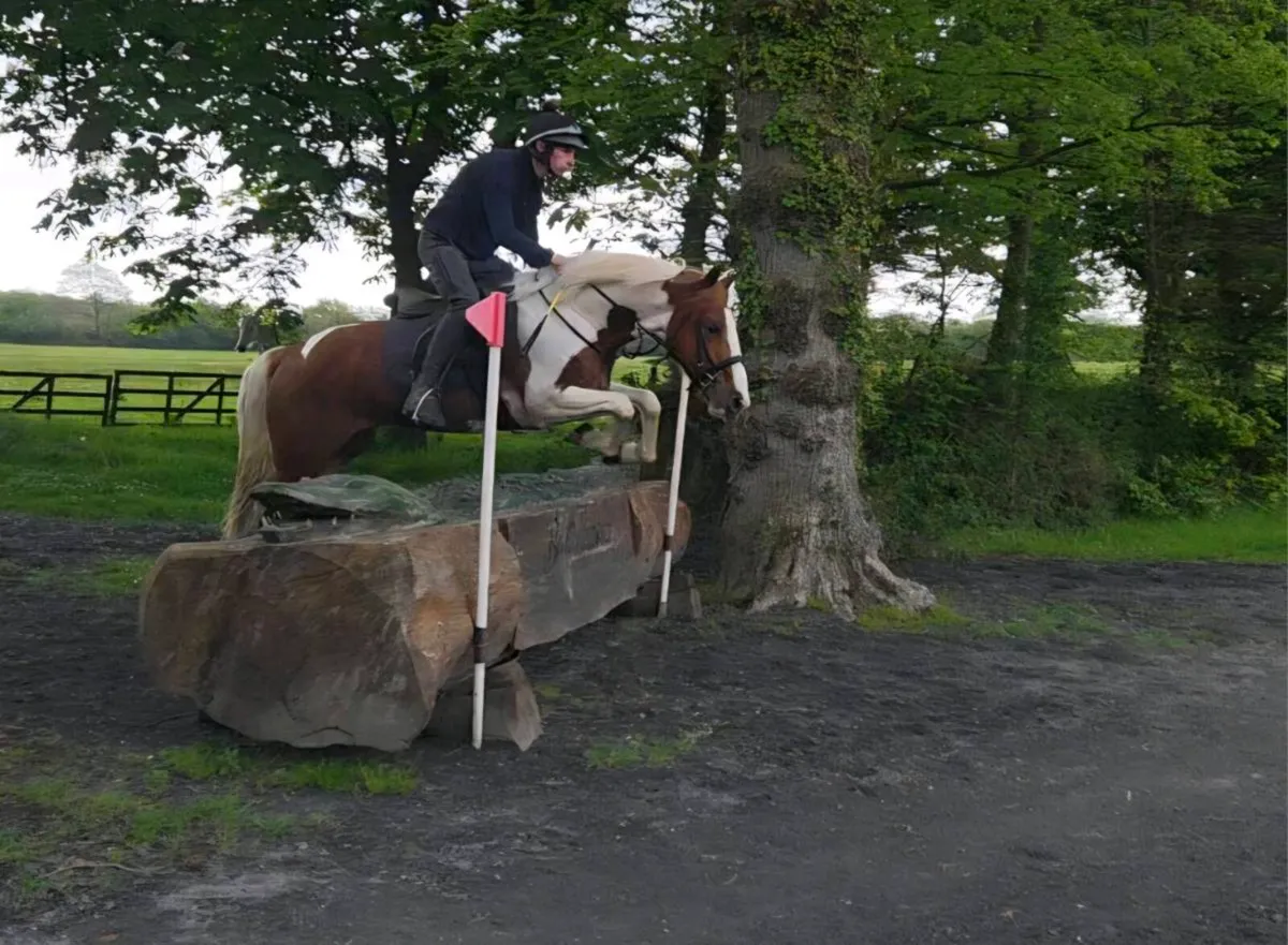 14.2 Gelding - Image 2