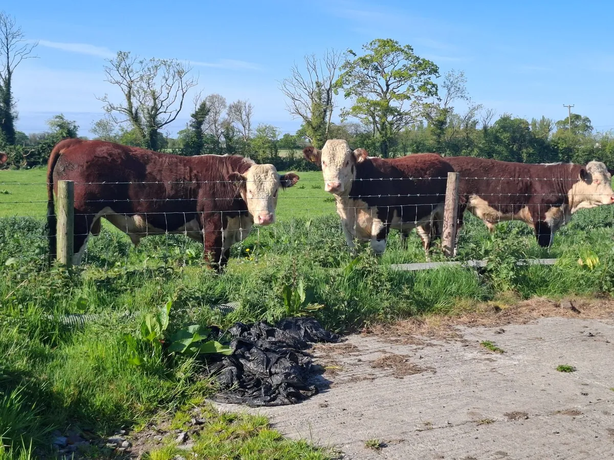 Pedigree Hereford Bulls - Image 3