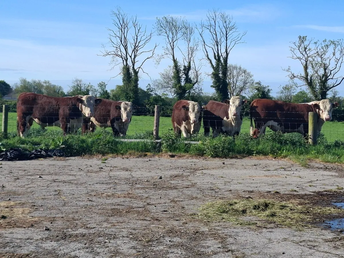 Pedigree Hereford Bulls - Image 2