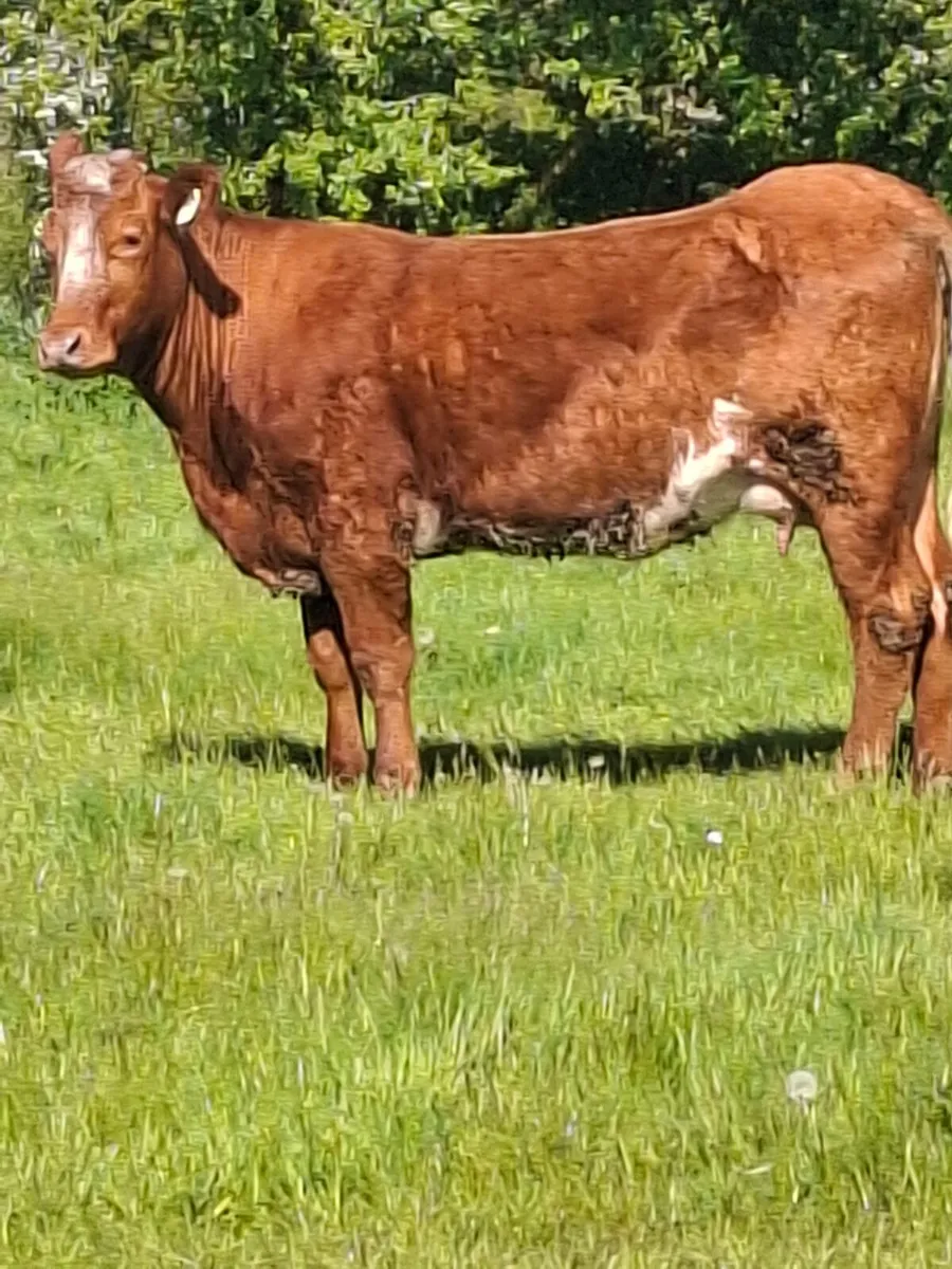 2 cows and calfs - Image 3