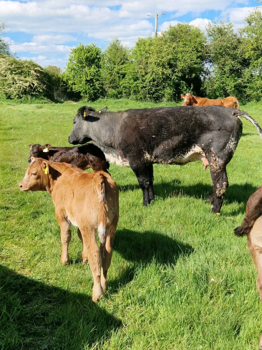 2 cows and calfs - Image 4