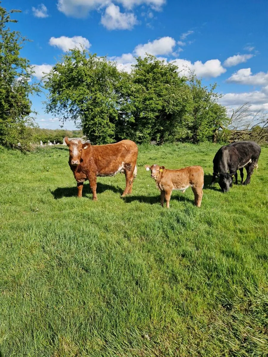 2 cows and calfs - Image 2