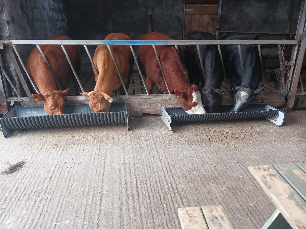 Organic heifer - Image 1