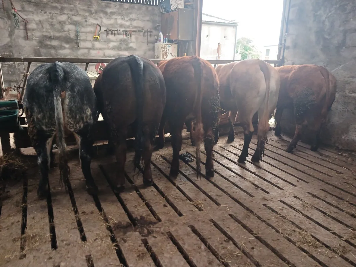 Organic heifer - Image 2