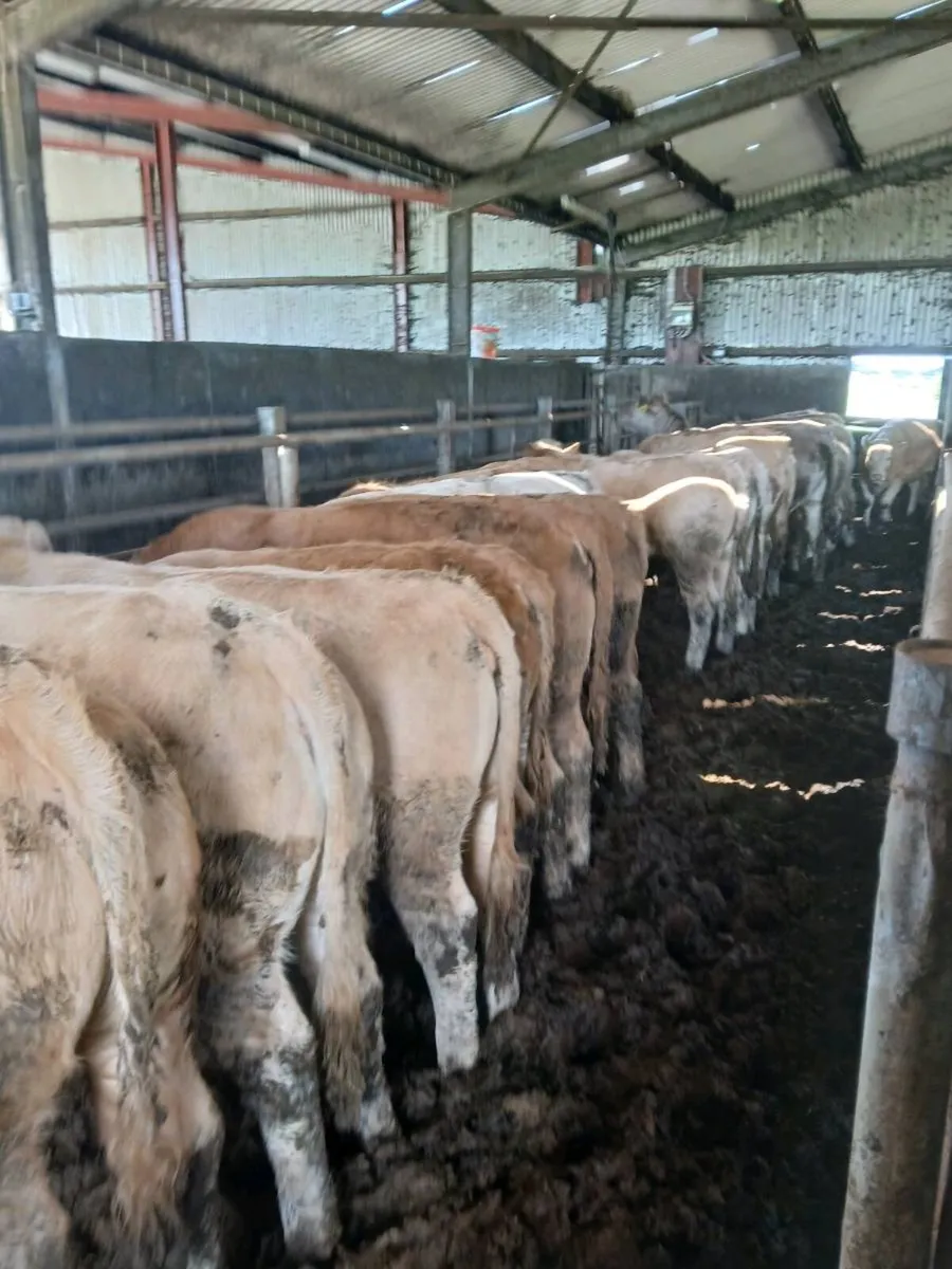 Golden Charlois Heifers Fiston - Image 2