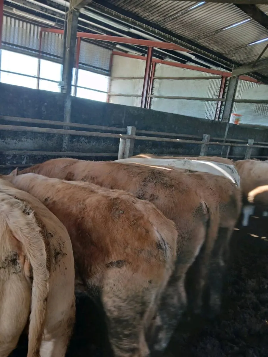 Golden Charlois Heifers Fiston - Image 3
