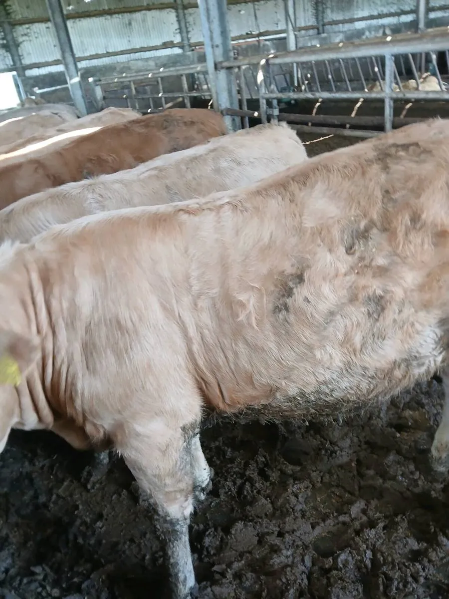 Golden Charlois Heifers Fiston - Image 4