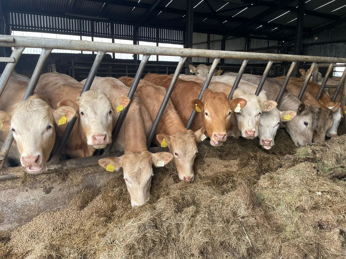 Golden Charlois Heifers Fiston - Image 1