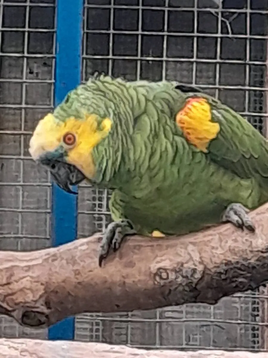 Blue front amazon male - Image 1
