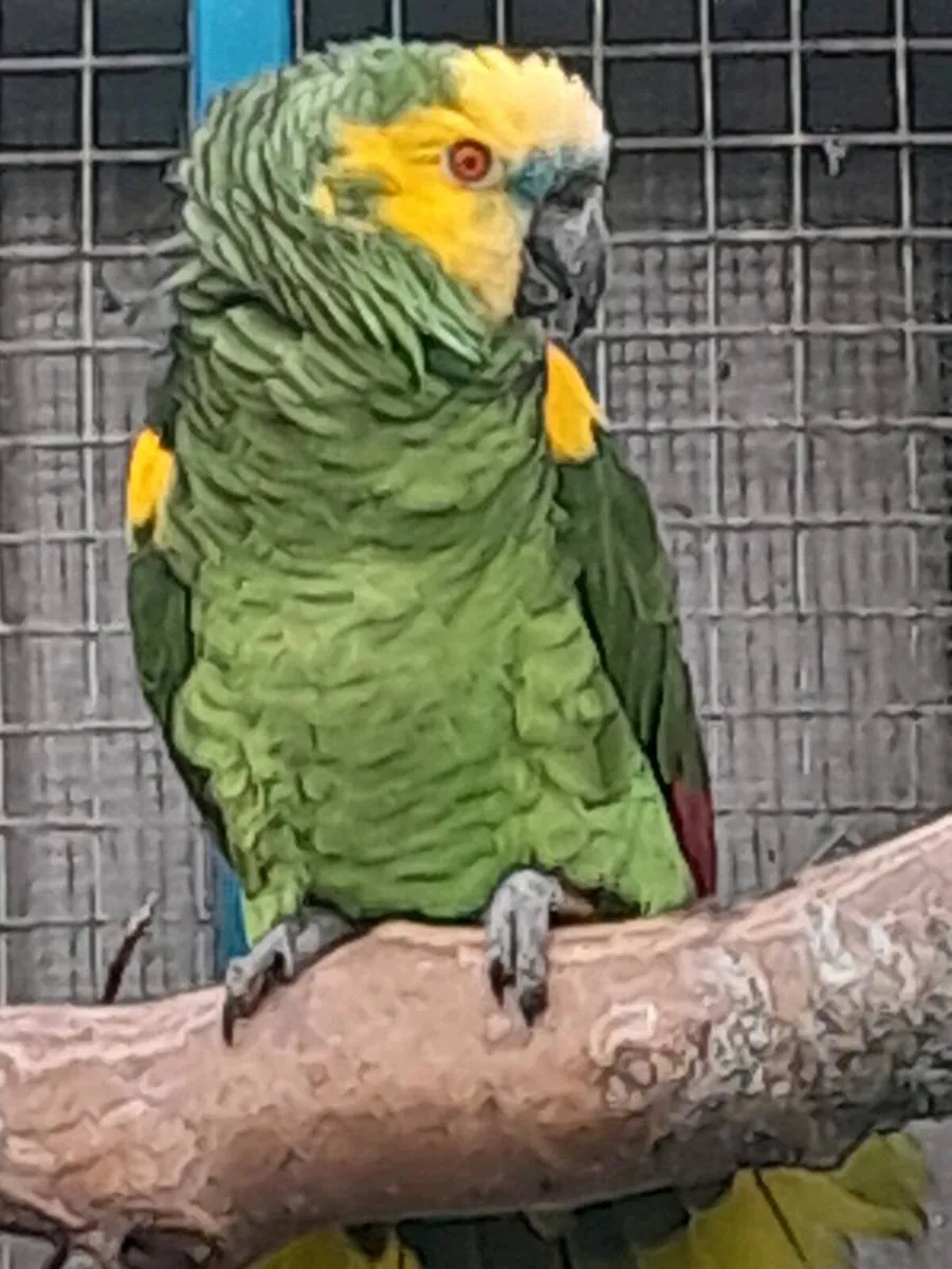 Blue front amazon male - Image 4