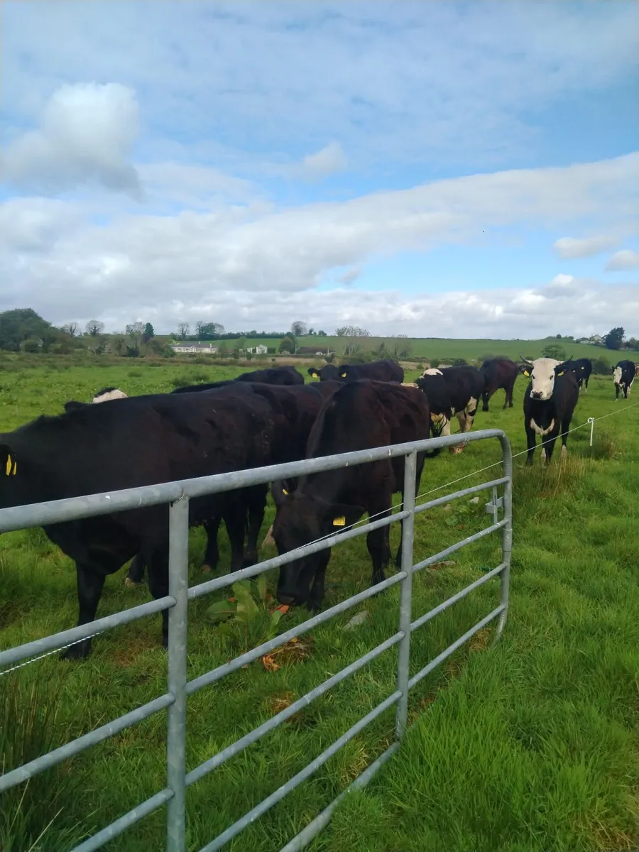 Livestock - Image 1