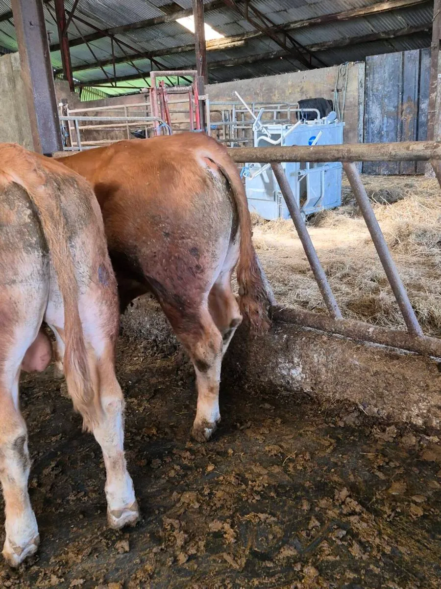Bulls - Image 1