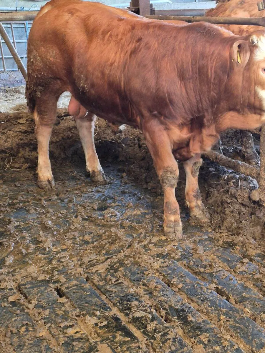 Bulls - Image 2