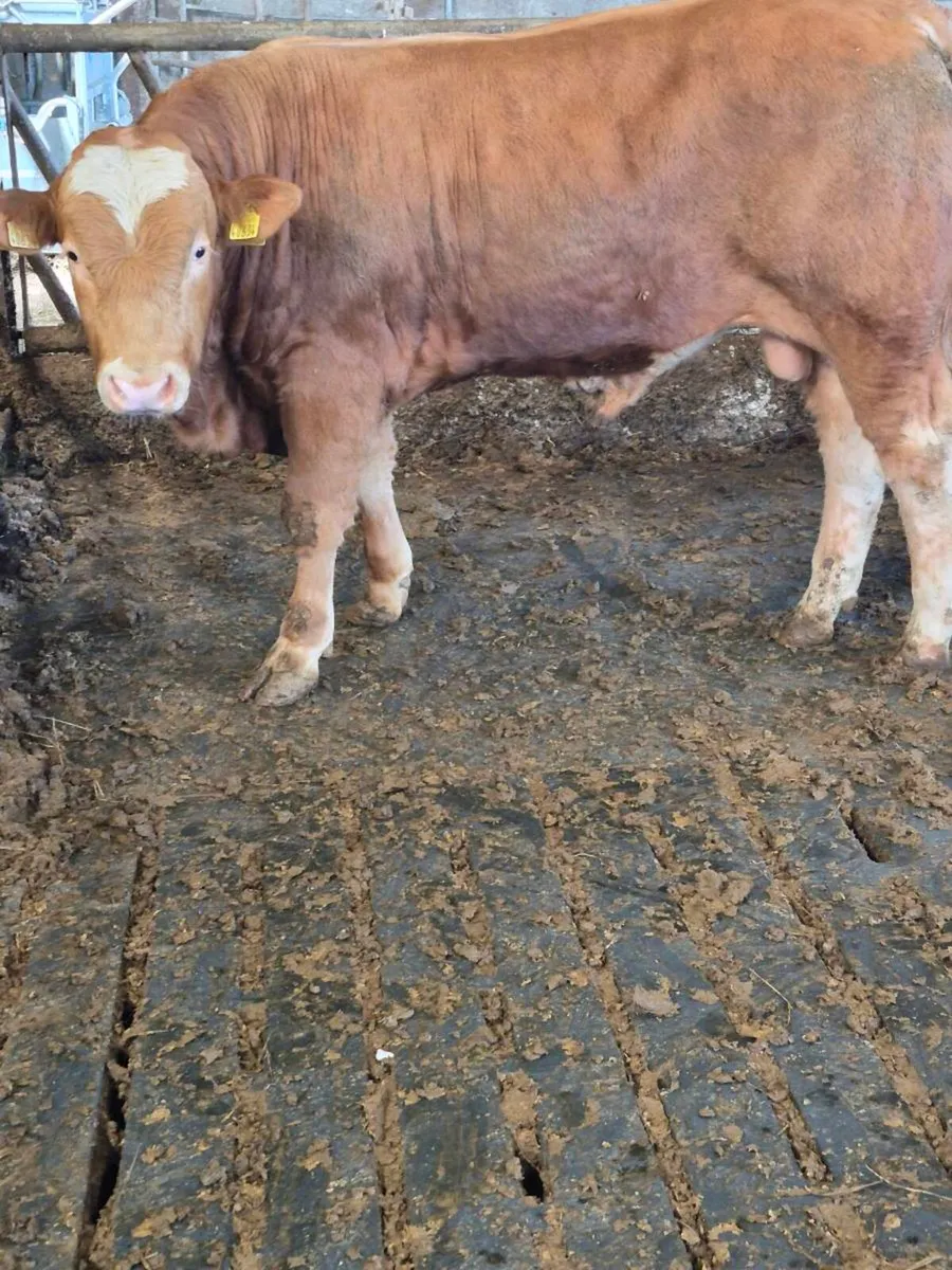 Bulls - Image 3