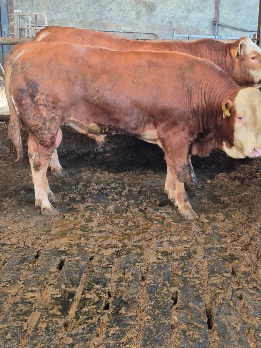 Bulls - Image 4