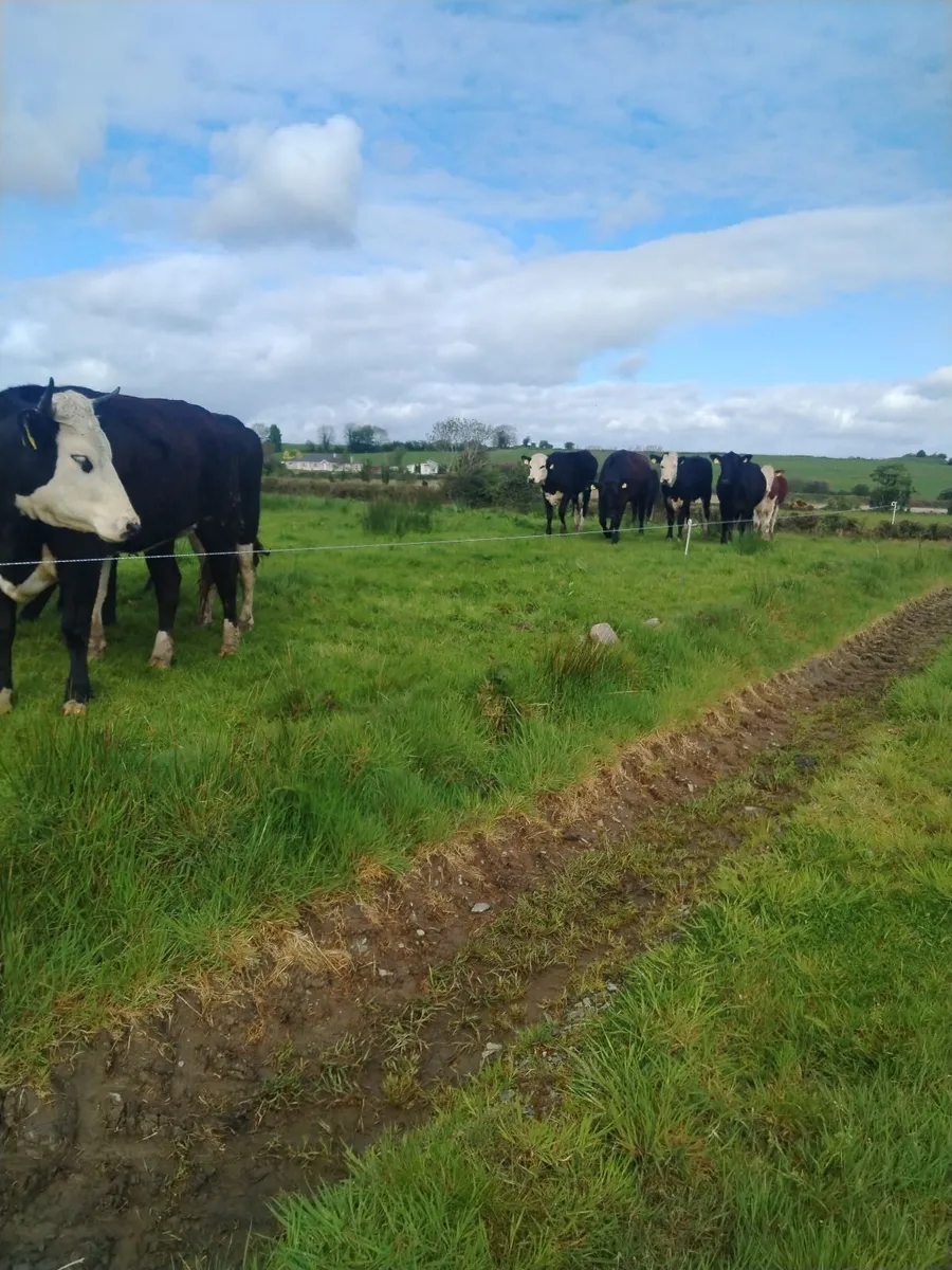 Livestock - Image 2