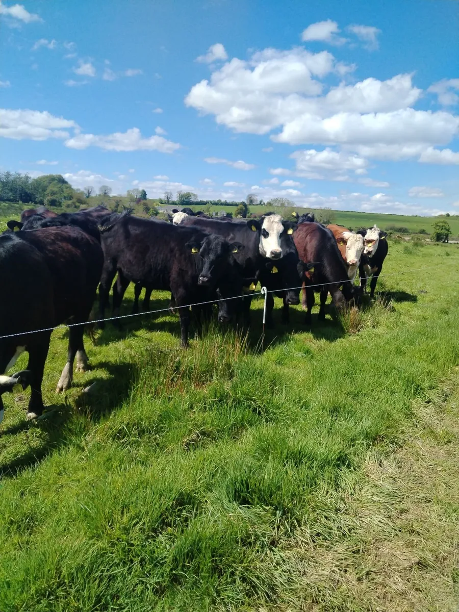 Livestock - Image 3