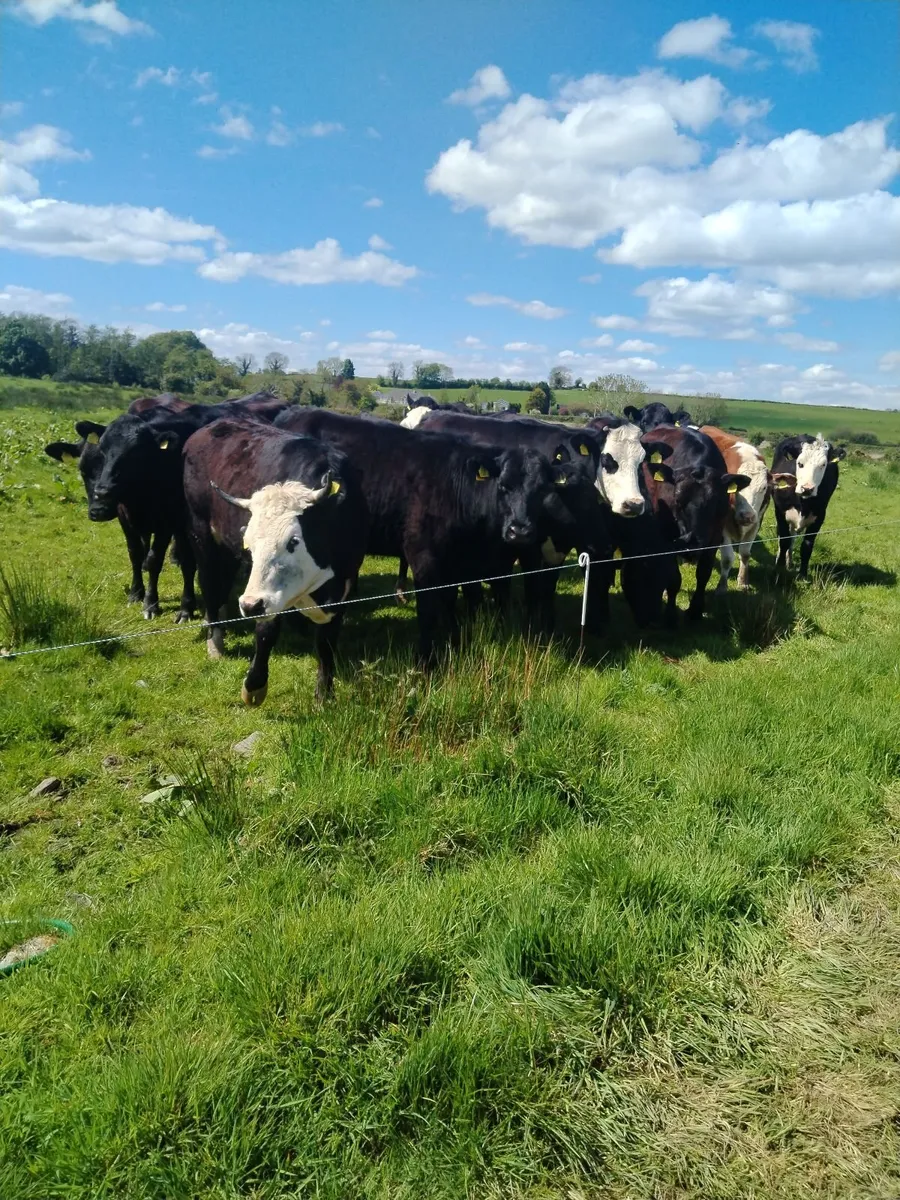 Livestock - Image 4
