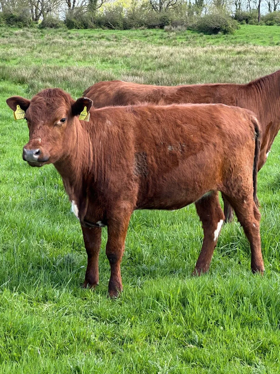 Irish Moiled heifer - Image 1