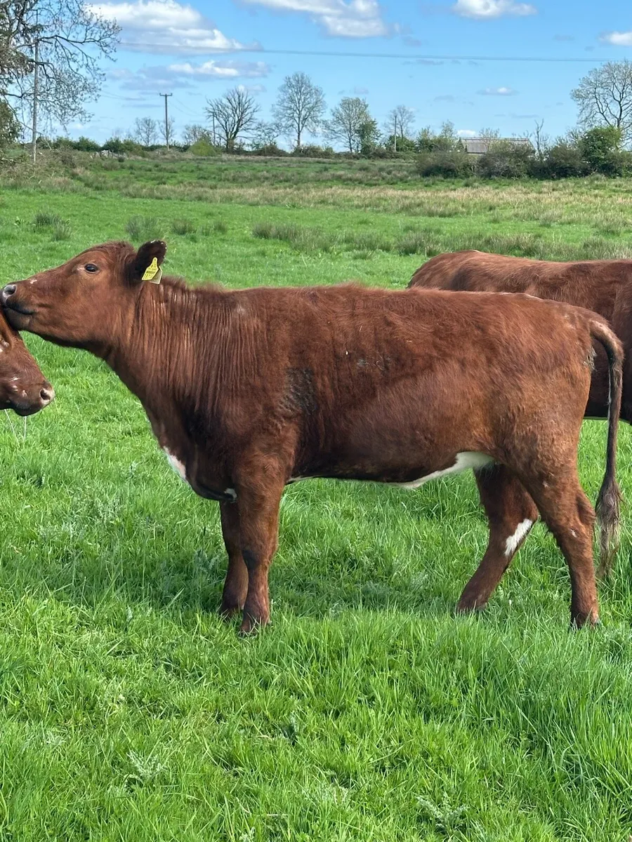 Irish Moiled heifer - Image 2