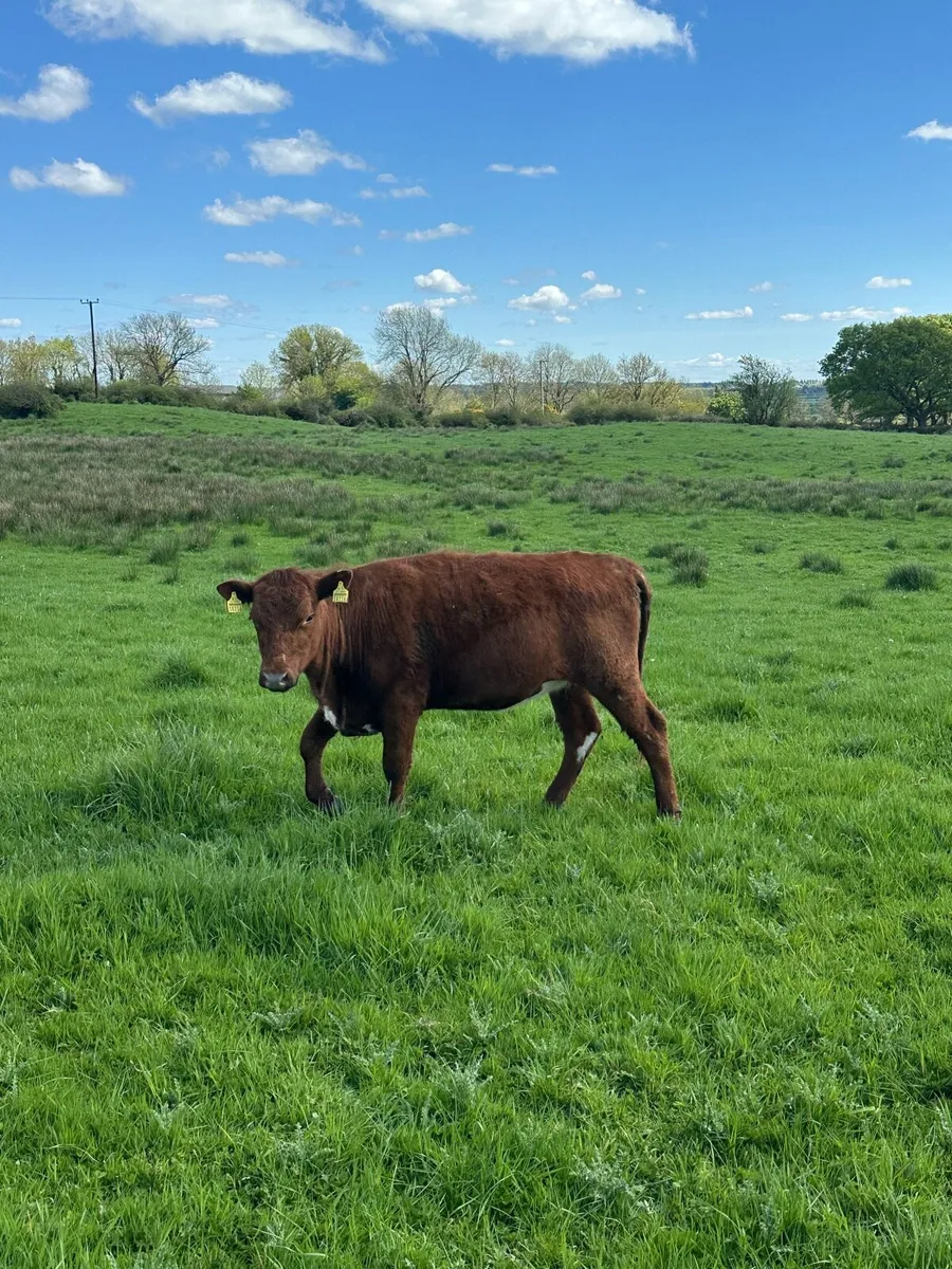 Irish Moiled heifer - Image 3