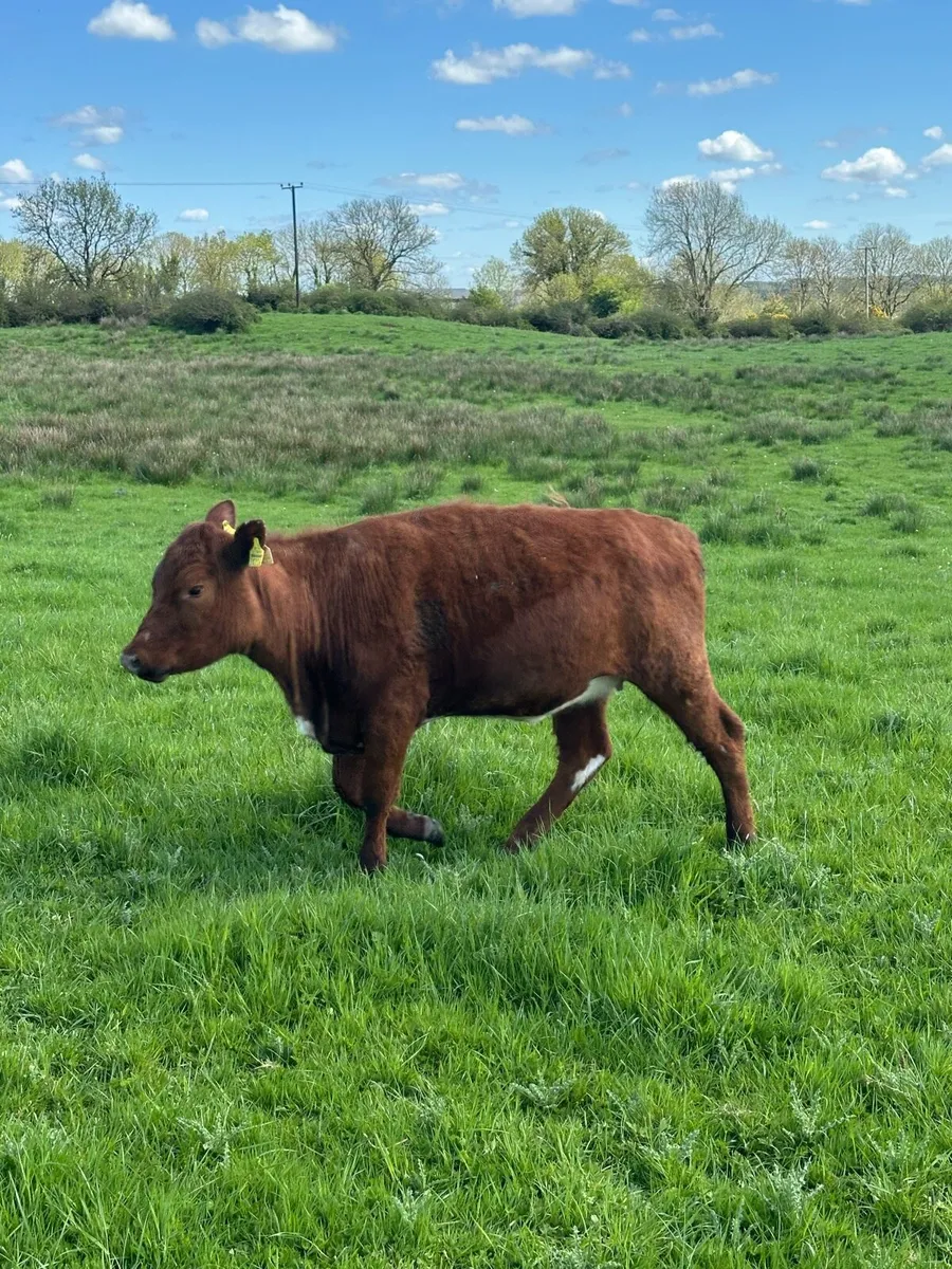 Irish Moiled heifer - Image 4