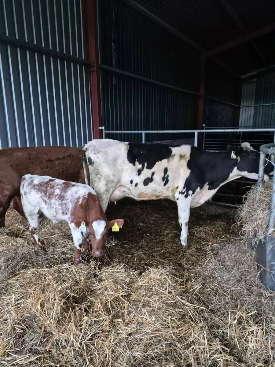 Br freisan heifer - Image 1