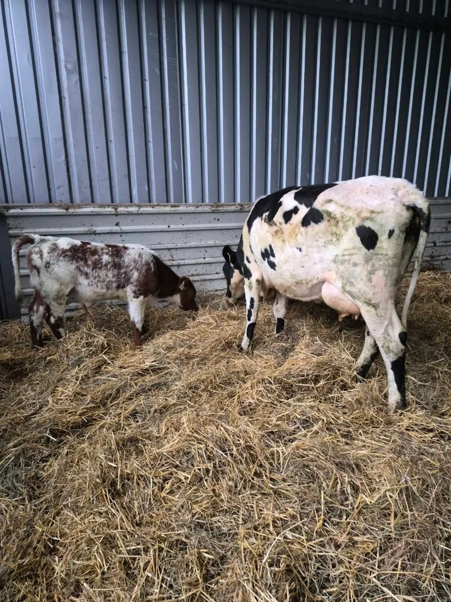 Br freisan heifer - Image 2
