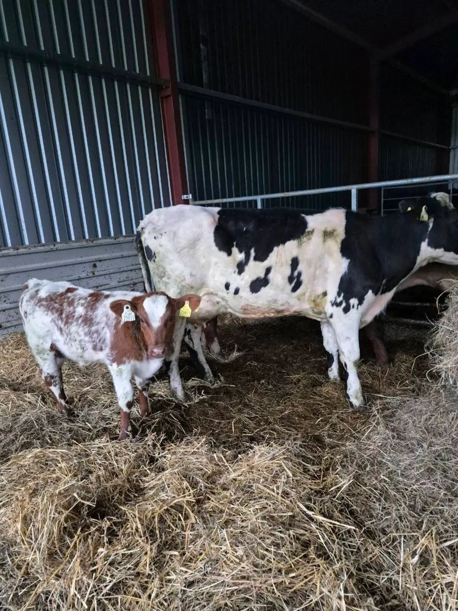 Br freisan heifer - Image 4