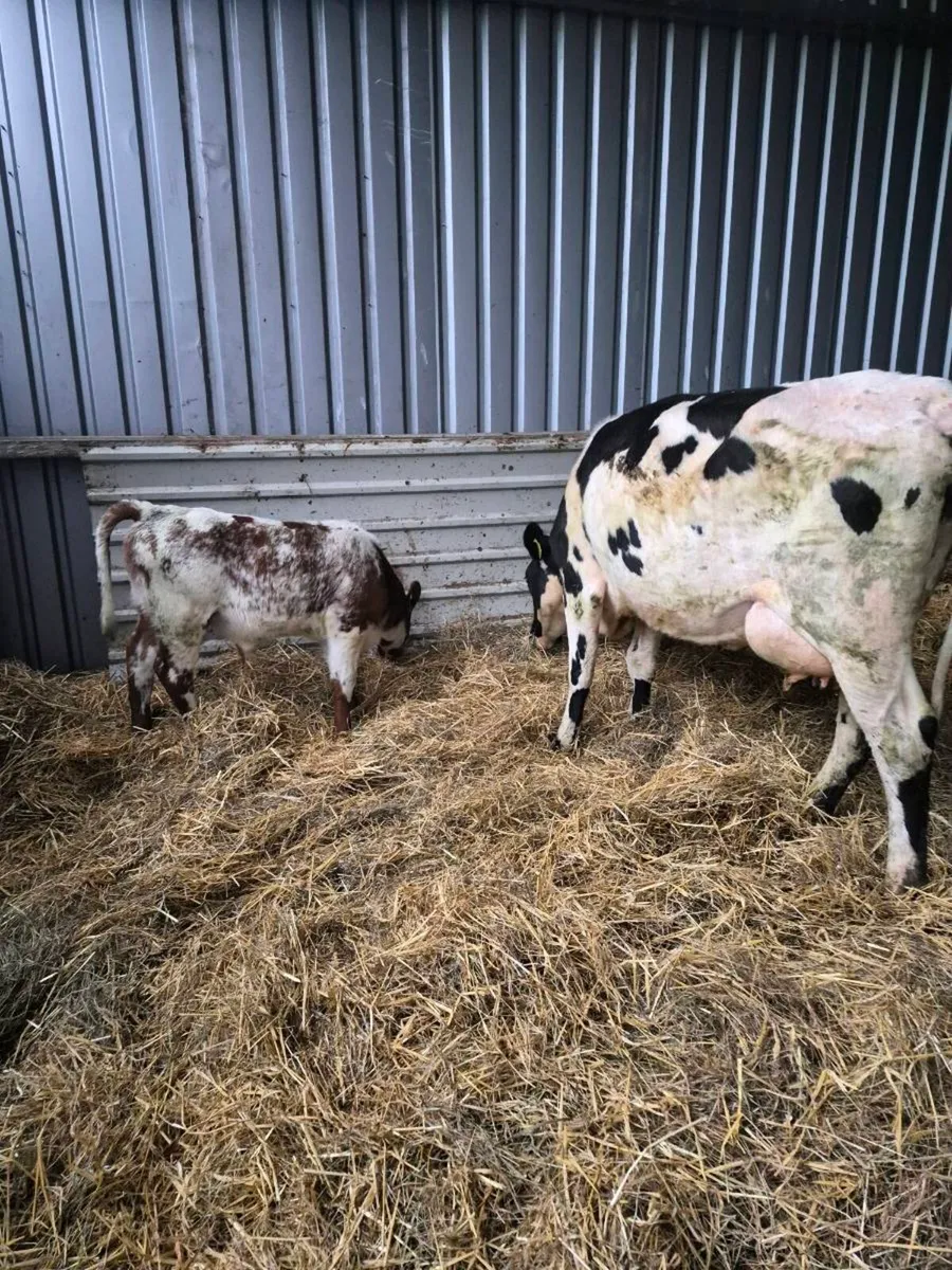 Br freisan heifer - Image 3
