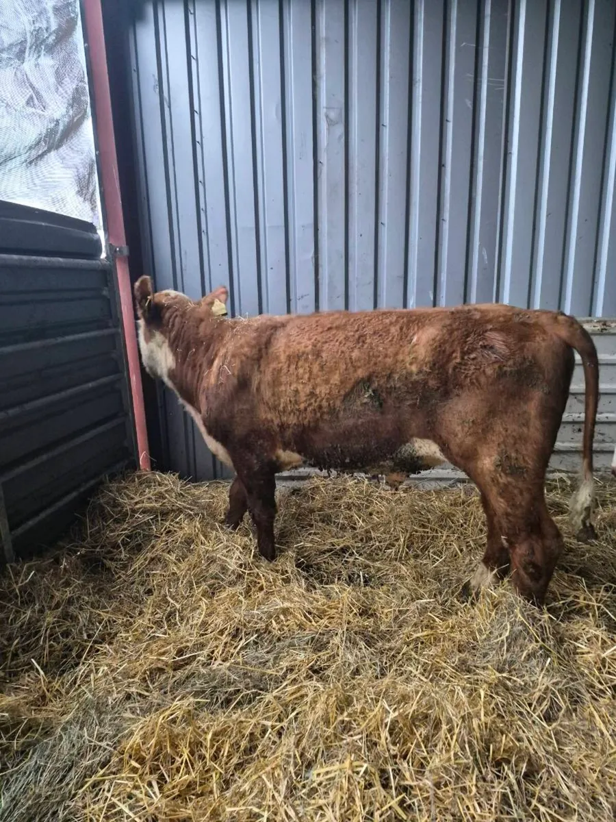 Hereford bull - Image 2