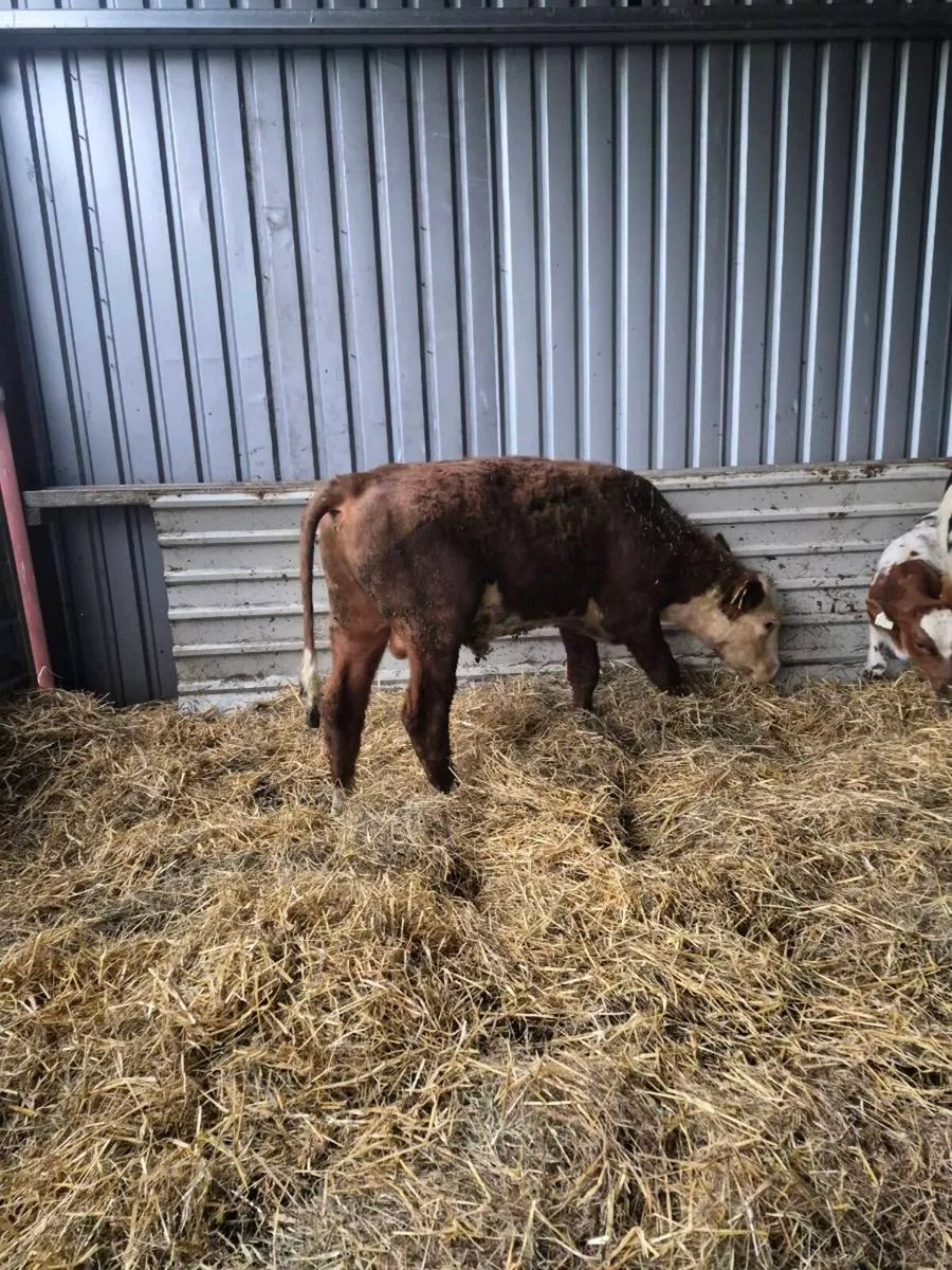 Hereford bull - Image 3