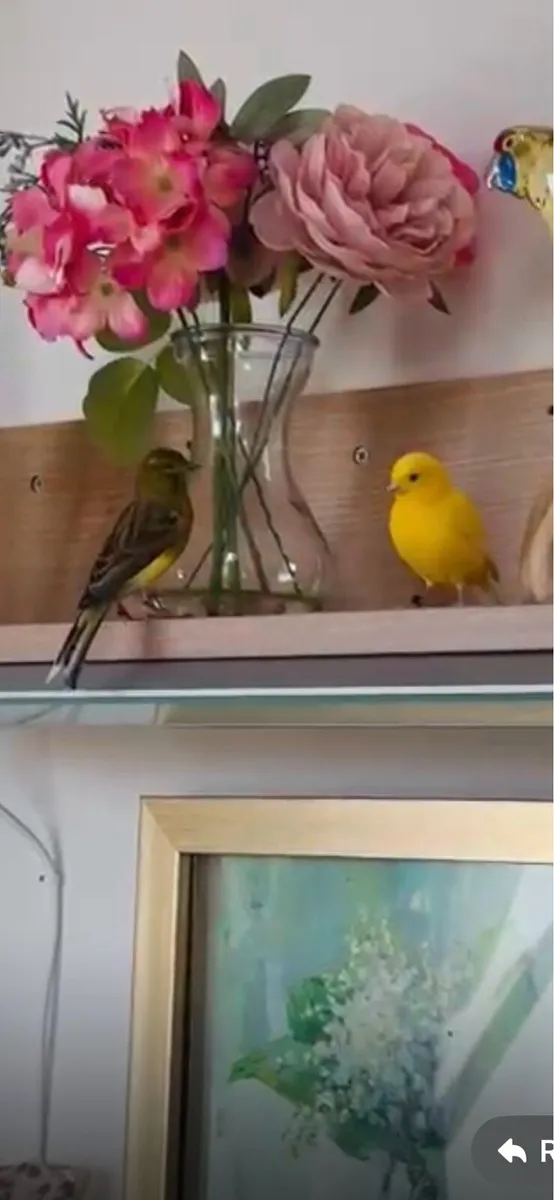 Two canaries and cage - Image 1