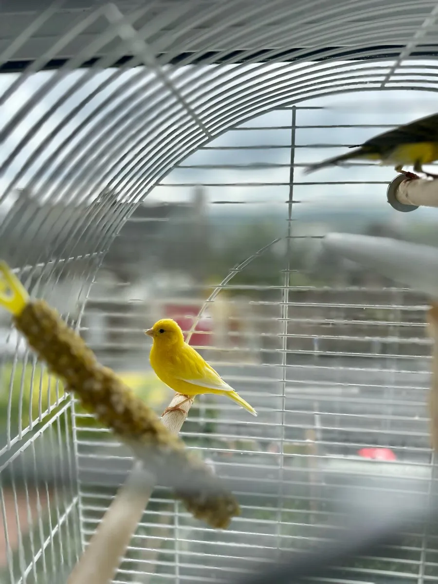 Two canaries and cage - Image 2
