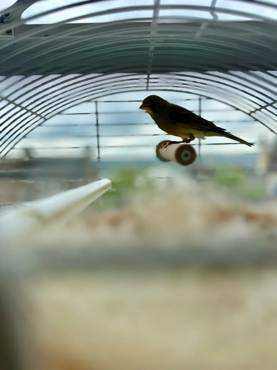 Two canaries and cage - Image 3