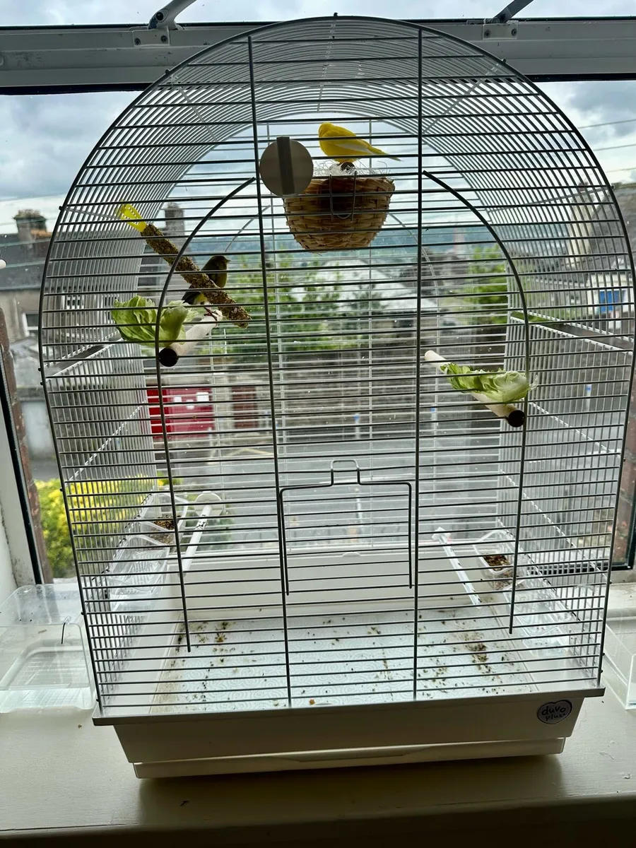 Two canaries and cage - Image 4