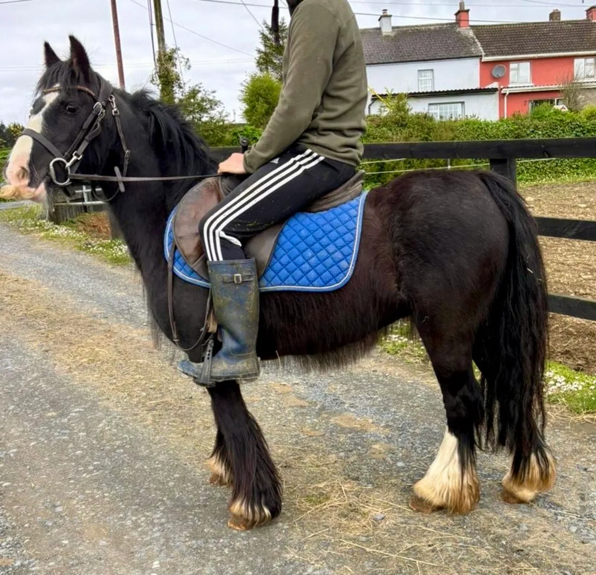 Begginers pony - Image 4