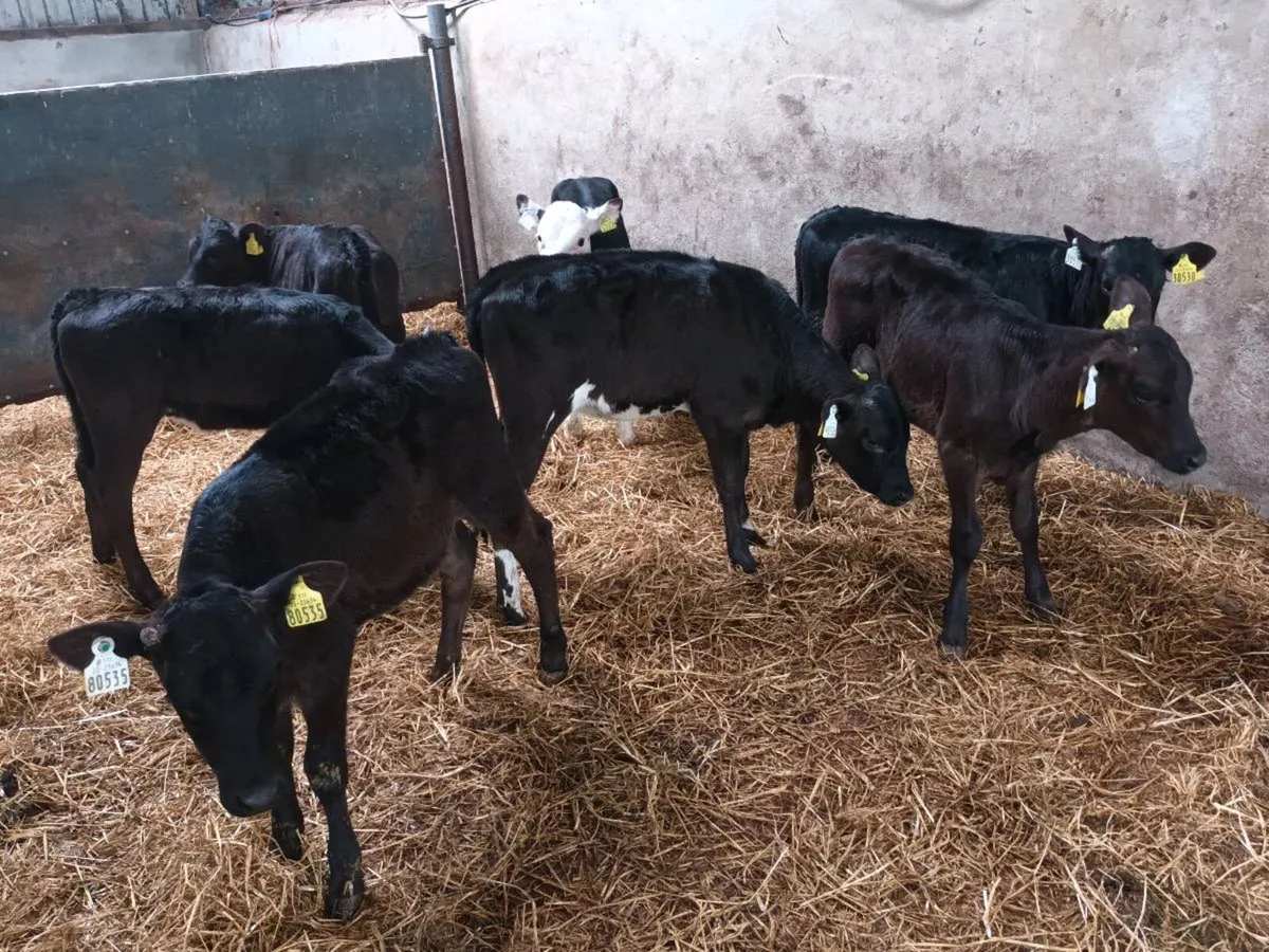 8 REARED HEIFER CALVES FOR SALE - Image 2