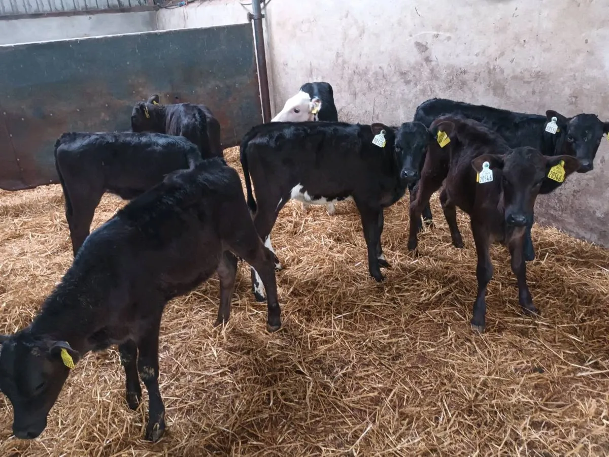 8 REARED HEIFER CALVES FOR SALE - Image 3