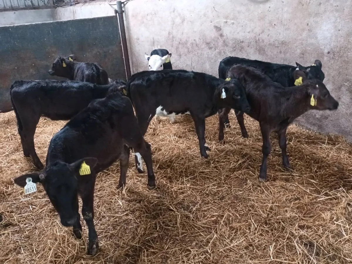 8 REARED HEIFER CALVES FOR SALE - Image 4