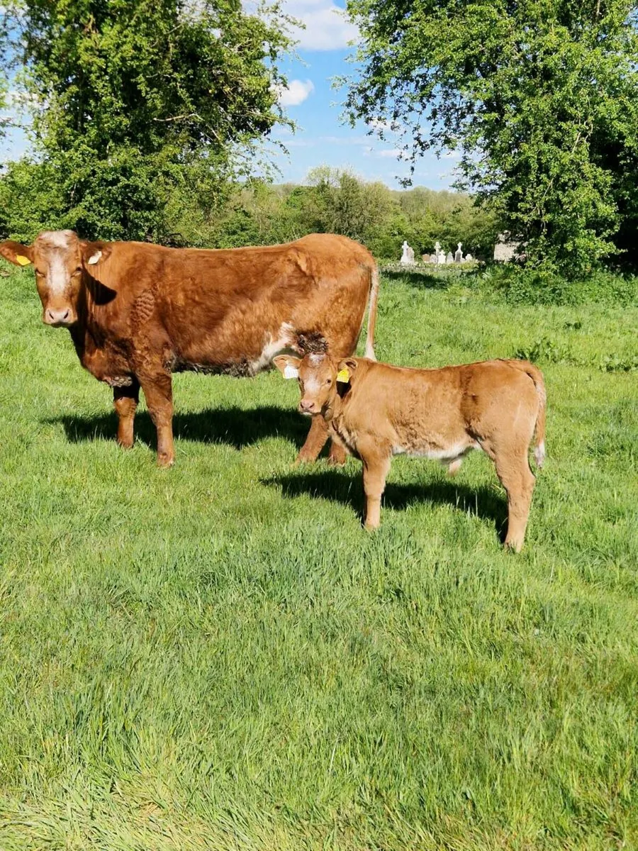 2 cows and calfs - Image 1