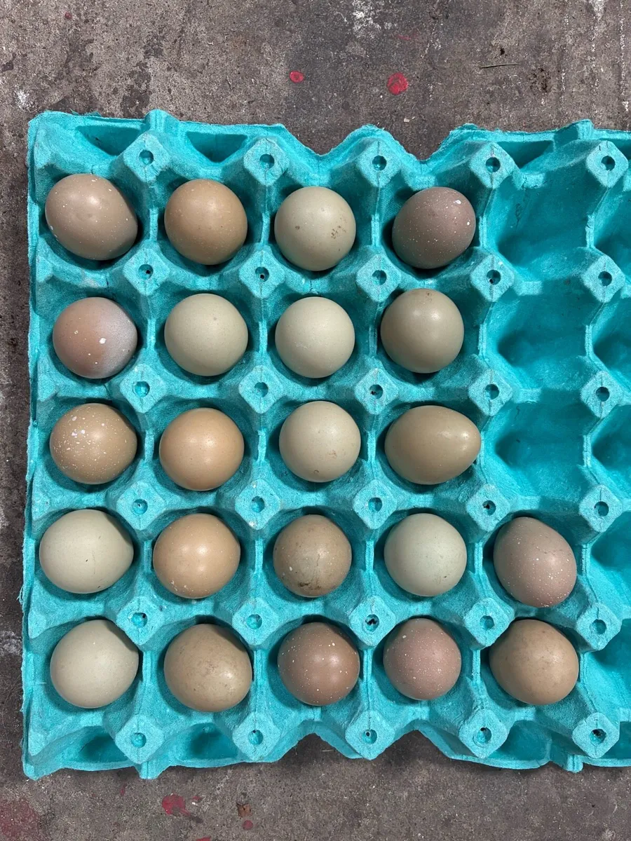 Pheasants eggs - Image 1