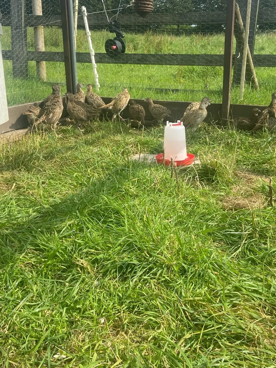Pheasants eggs - Image 3