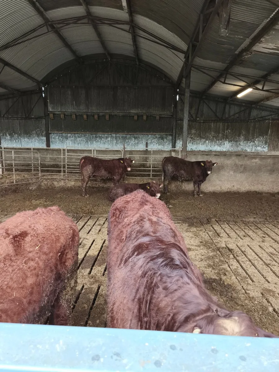 Pure bred registered Saler bulls - Image 1