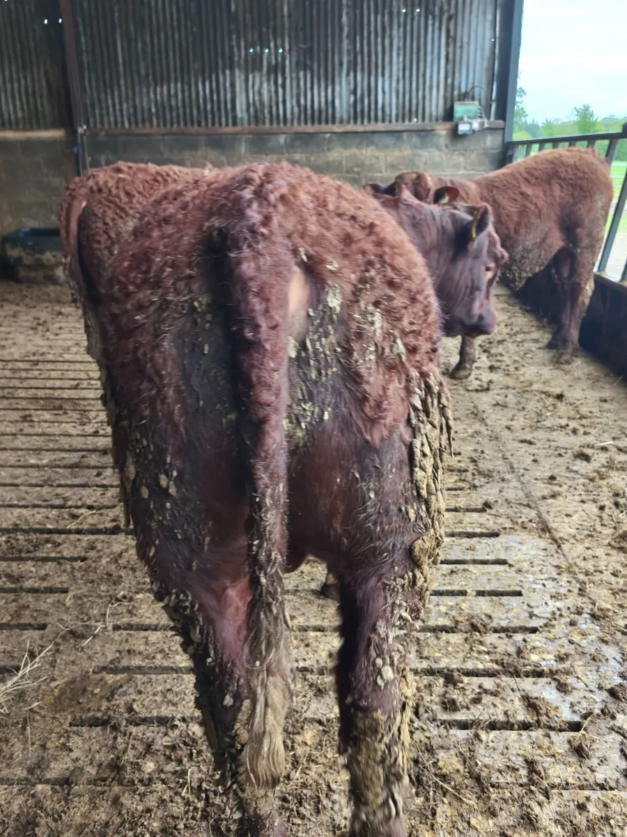 Pure bred registered Saler bulls - Image 2