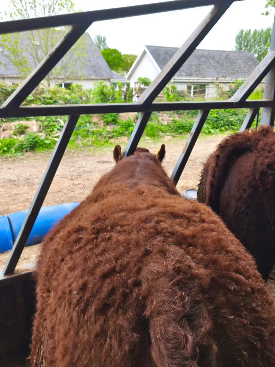 Pure bred registered Saler bulls - Image 3