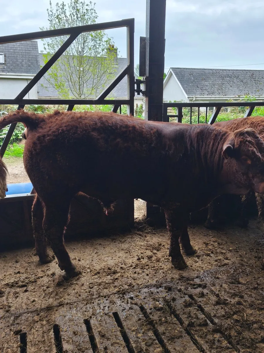 Pure bred registered Saler bulls - Image 4