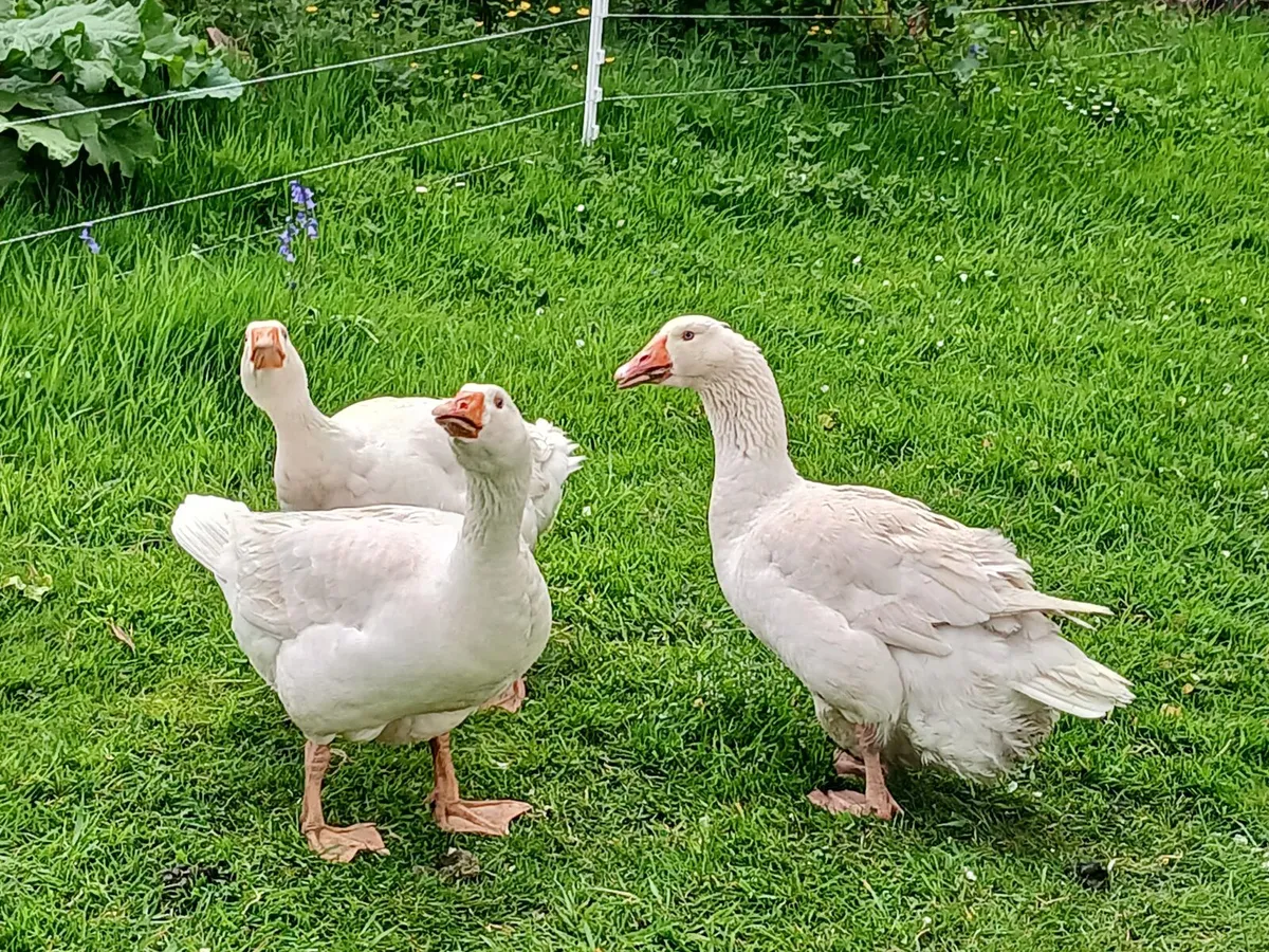 Goose, Geese, Gander - Image 4